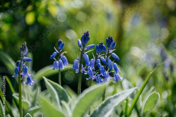 Fototapeta Delicate Bluebells Against a Soft Green Backdrop
