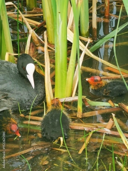 Obraz Eurasian Coot Feeding Chick on Lake – Close-Up Wildlife Bird Photography