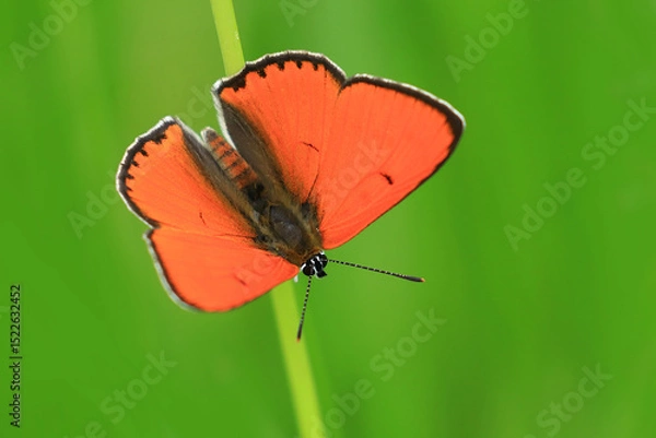 Fototapeta Butterfly on stem, macro photograpgy