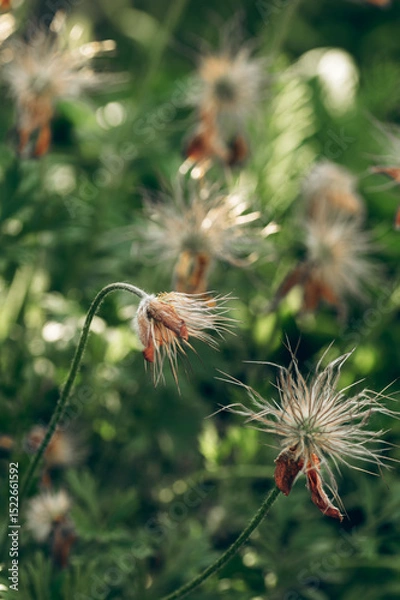 Fototapeta Pulsatilla plant with fluffy seedheads and delicate stems after flowering in a spring garden