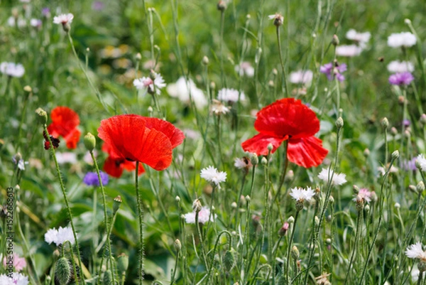 Fototapeta red poppies in the field