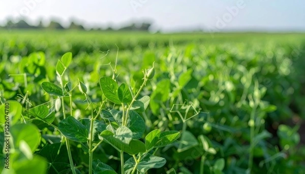 Fototapeta Close up of pea plants growing in a field, bathed in sunlight, creating a vibrant agricultural scene