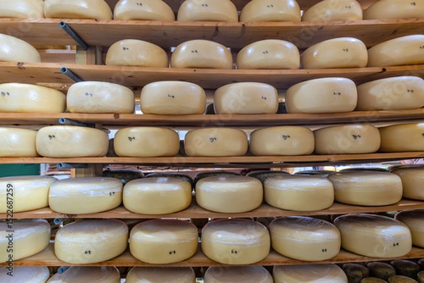 Obraz cheese wheels in ripening storage