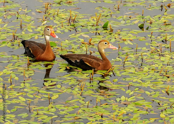 Fototapeta A pair of black-bellied whistling ducks swimming in a freshwater pond surrounded by long-leaf pondweed.
