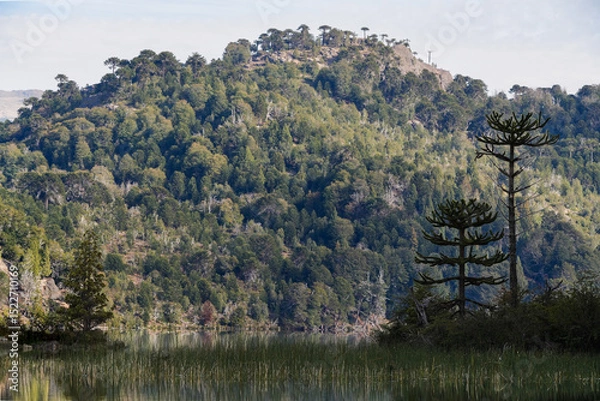 Fototapeta Tranquil lake with reeds grow along the water's edge and Araucaria trees. Neuquen, Argentina