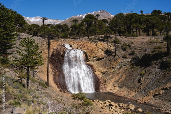 Fototapeta Cascada del Gigante waterfall cascades through a forest of Araucaria trees. Caviahue, Neuquen, Argentina