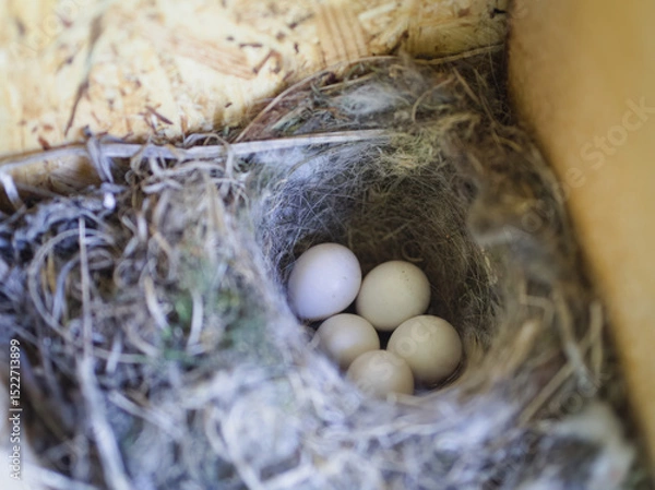 Fototapeta Bird Nest with Eggs