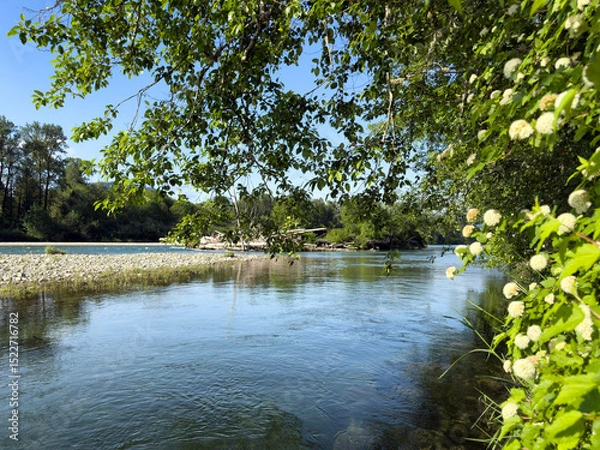 Fototapeta Skagit river with large log pile in Washington state during late spring