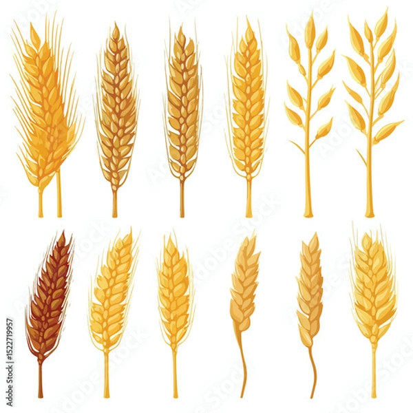 Fototapeta Professional Vector Illustration of Nine Wheat Spikes Set Icons for Agricultural Use
