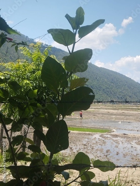 Obraz mountain landscape with trees