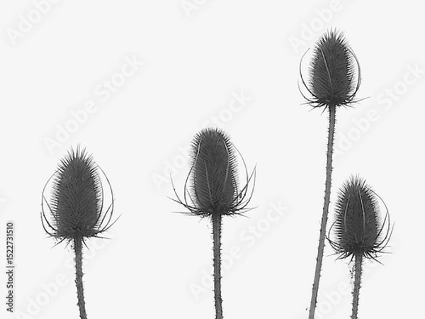 Obraz Chardon de Lorraine