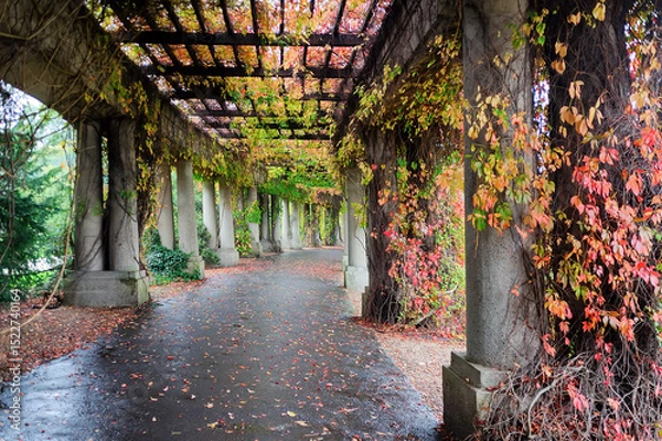 Fototapeta Colonnade walkway with ivy columns and fallen leaves in Wroclaw, Poland