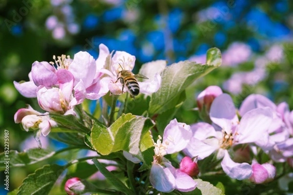 Obraz Frühlingsbiene