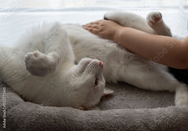 Obraz Leipzig. Germany. 05.18.2025 A white cat lies on its back in a soft gray bed, an