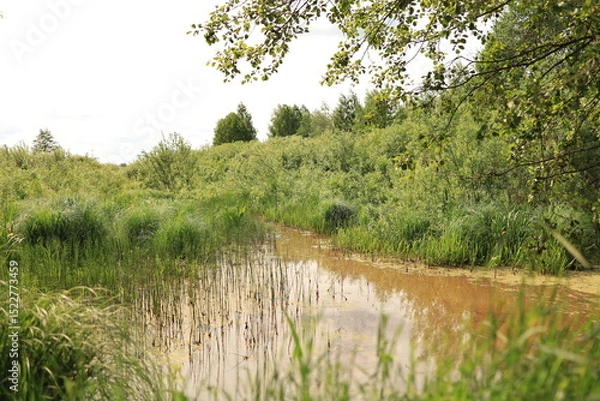 Obraz The Mesha River flows through a swampy area, disappearing into dense vegetation. Ukrainian Polissia, Chernihiv region.