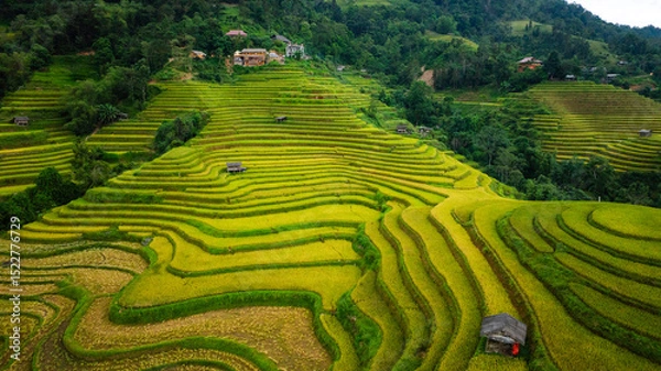 Obraz An aerial view of vibrant golden rice terraces curving across the hills, with small traditional huts nestled in between, showcasing the harmony between agriculture and nature in a lush landscape.