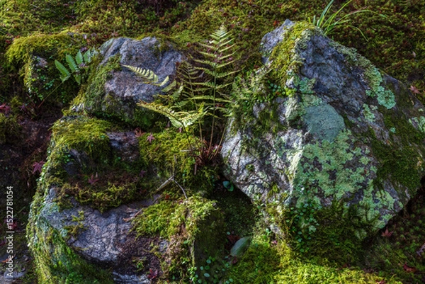 Obraz Ferns and Japanese moss growing on boulders in Yoshikien Garden in Nara, Japan.
