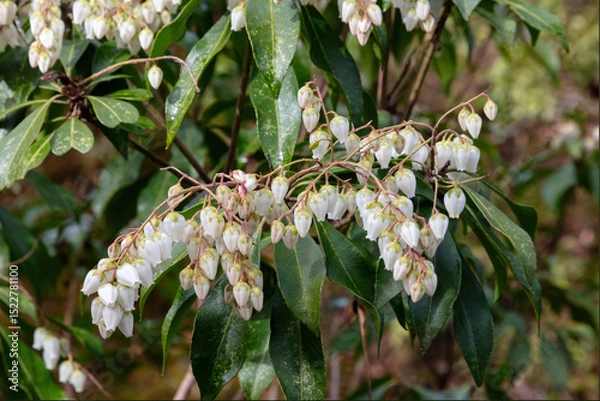 Obraz Japanese andromeda also called Japanese pieris (Pieris japonica). Closeup of delicate white blossoms. In Nara, Japan
