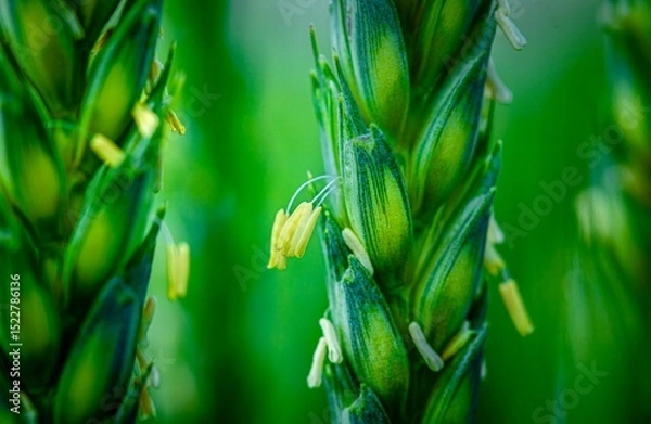 Fototapeta green wheat field