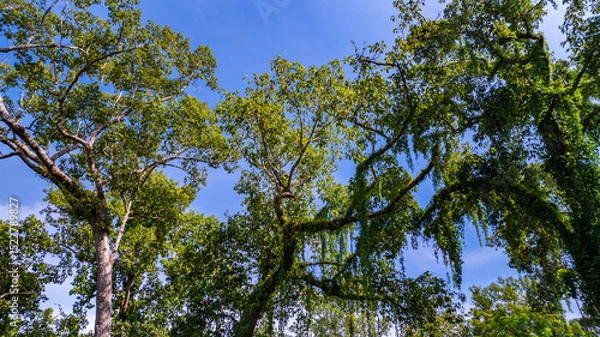 Fototapeta large and tall teak forest bathed in sunlight, with tall, slender trees reaching toward the sky. The soft rays of light filtering through the branches create a serene and enchanting woodland