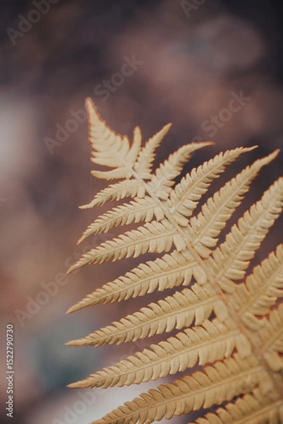 Fototapeta A close-up view of vibrant golden fern leaves extending toward the light
