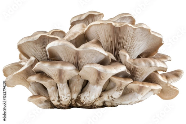 Fototapeta champignon mushrooms isolated on white background, with clipping path. PNG