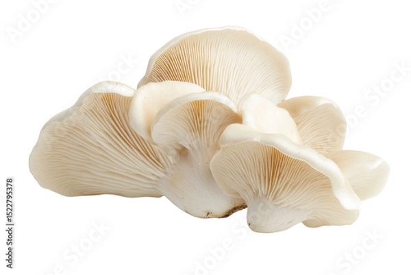 Obraz champignon mushrooms isolated on white background, with clipping path. PNG
