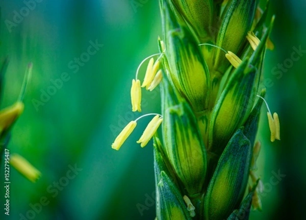 Fototapeta wheat flowering macro