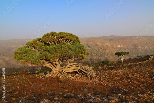 Fototapeta Endemic Dragon tree of Socotra Island on Yemen
