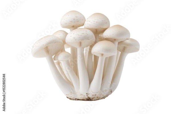 Obraz champignon mushrooms isolated on white background, with clipping path. PNG