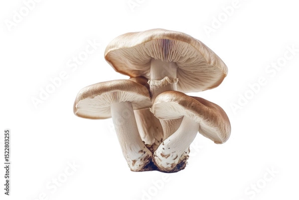 Fototapeta champignon mushrooms isolated on white background, with clipping path. PNG