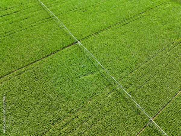 Fototapeta Aerial view of large water sprinkler system in a corn field. Equipment for industrial irrigation. Sustainable agriculture concept.