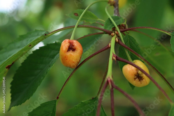 Obraz Close-up of yellow unripe cherry fruits damaged by hailstorm in the orchard. Prunus avium tree 