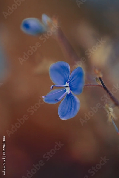 Fototapeta A cluster of delicate blue flowers stands out against a backdrop