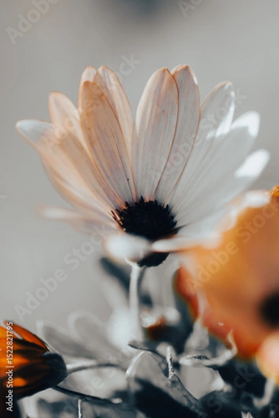 Fototapeta In a serene garden, orange flowers bloom vibrantly as soft light filters through