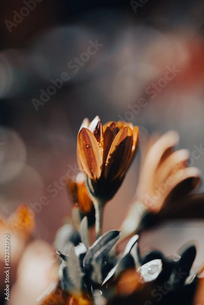 Fototapeta In a serene garden, orange flowers bloom vibrantly as soft light filters through
