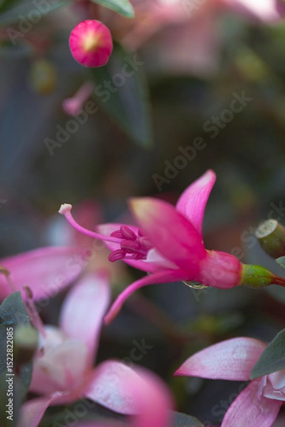 Fototapeta Beautiful macro photo of fuchsia flower