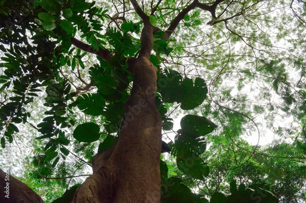 Obraz Background green tree, wood