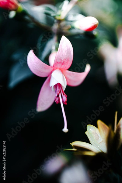 Fototapeta Beautiful macro photo of fuchsia flower