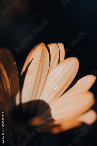 Fototapeta In a serene garden, orange flowers bloom vibrantly as soft light filters through