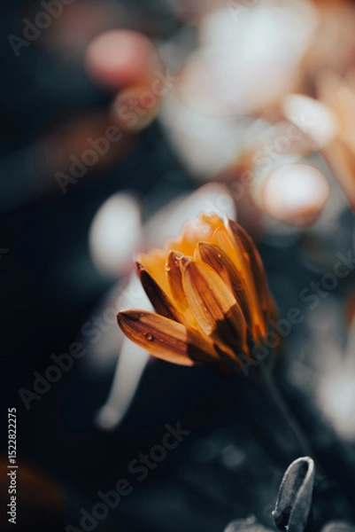 Fototapeta In a serene garden, orange flowers bloom vibrantly as soft light filters through