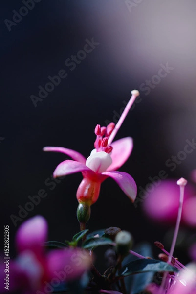 Fototapeta Beautiful macro photo of fuchsia flower