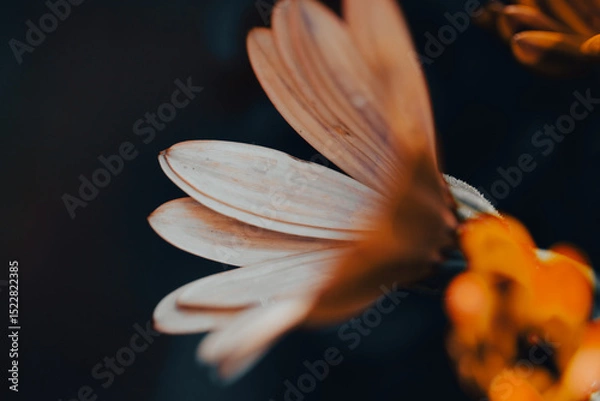 Fototapeta In a serene garden, orange flowers bloom vibrantly as soft light filters through
