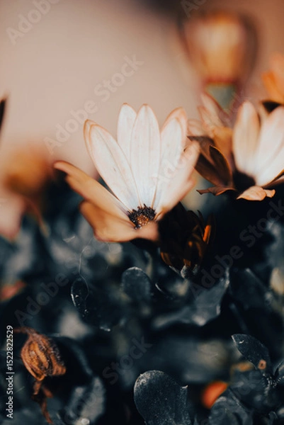 Fototapeta In a serene garden, orange flowers bloom vibrantly as soft light filters through