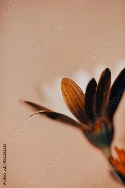Fototapeta In a serene garden, orange flowers bloom vibrantly as soft light filters through