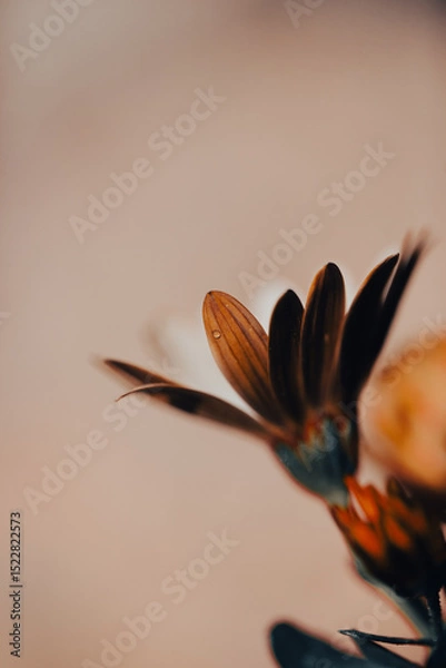 Fototapeta In a serene garden, orange flowers bloom vibrantly as soft light filters through