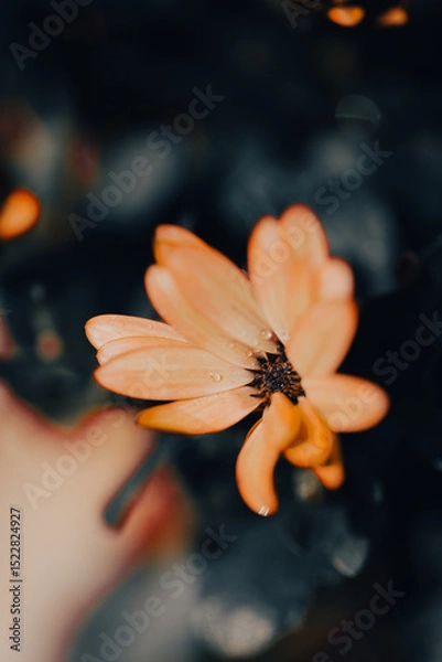 Fototapeta In a serene garden, orange flowers bloom vibrantly as soft light filters through