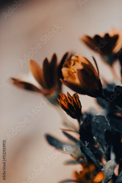 Fototapeta In a serene garden, orange flowers bloom vibrantly as soft light filters through