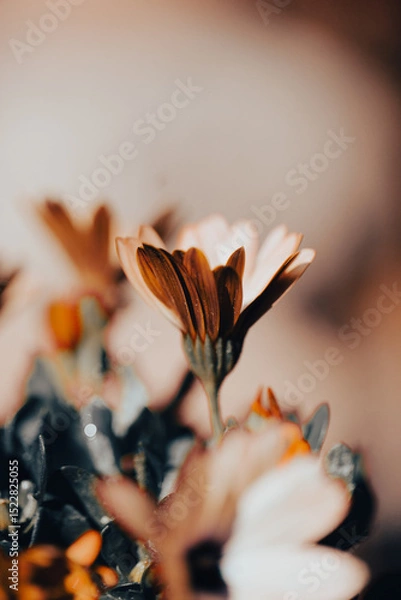 Fototapeta In a serene garden, orange flowers bloom vibrantly as soft light filters through