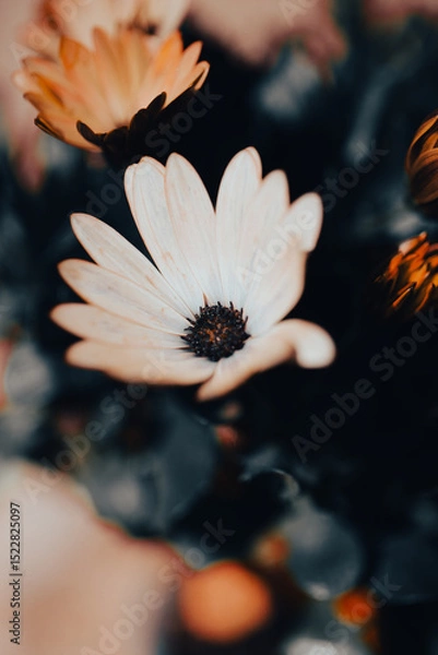 Fototapeta In a serene garden, orange flowers bloom vibrantly as soft light filters through